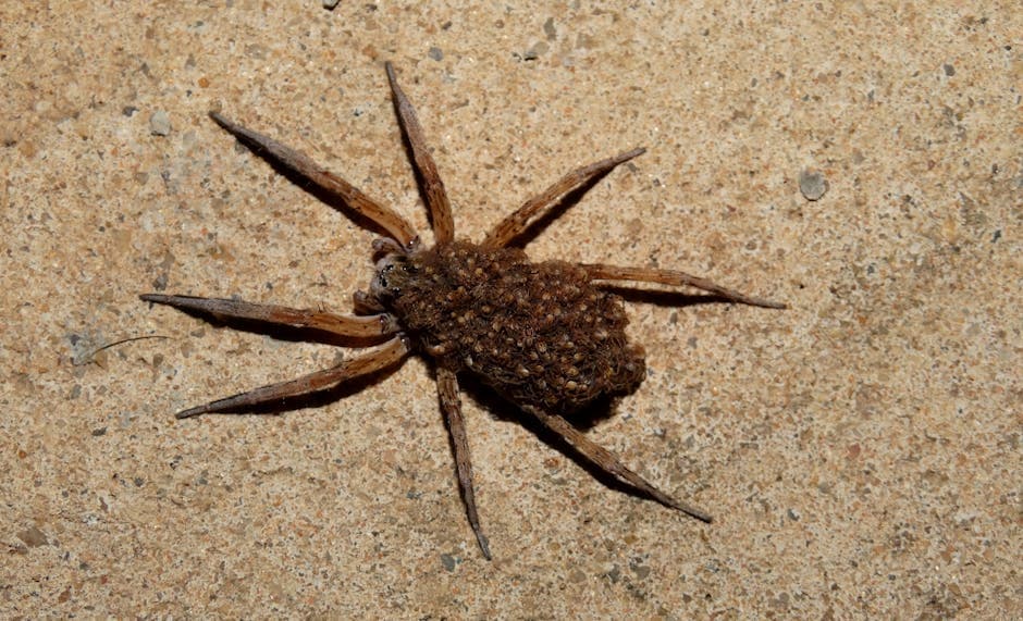 Amazon apuesta por Spider-Noir: así busca conquistar el segmento premium tras el éxito de Fallout